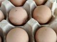 Продаются яйца цыцарок 1 шт 100руб 