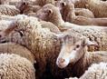 Продаются овцы и барашки 