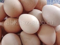 Яйца цесарок 