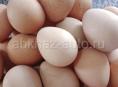 Яйца цесарок