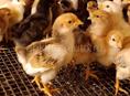 Продаются цыплята мясо яичная порода помесь 10 дней