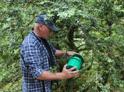 В Абхазии начинается сезон мониторинга опасных насекомых-вредителей