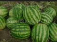 Продаётся арбуз 🍉  25 р