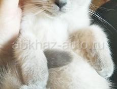  Шатланский котенок 