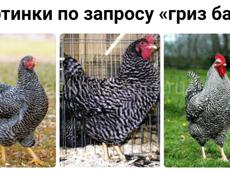 Продаю цыплят порода Гриз Бар