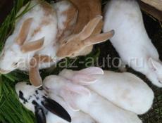 Продаю кроликов 3 месячные и 5 месячные 