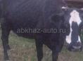 Продам молодую корову на мясо срочно: примерно: 140-150 кг, 350 руб за кг  