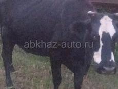 Продам молодую корову на мясо срочно: примерно: 140-150 кг, 350 руб за кг  