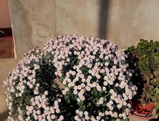 Цветы хризантемы мультифлора 