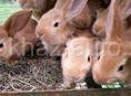 Кролики Бургундской породы (рыжие, мясные, крупные)