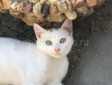 Котята от вислоухой шотландской. Отдам котят в хорошие руки)