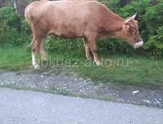 Продам молочную породистую корову без вредных привычек 