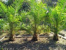 Финиковые пальмы