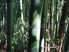 Продаю бамбук 