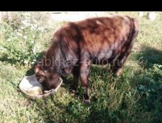 Продаётся бык, годовалый, выращенный строго под домашним орестом 😂около 70 кг