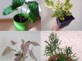 Комнатные декоративно-лиственные растения
