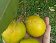 Продаю лимон хароши