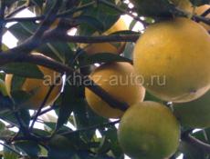 Продаю лимон хароши