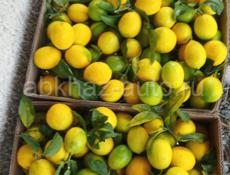 Продаю лимоны (с. Дранда) 