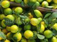 Продаются лимоны (с. Дранда) 