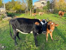 2 коровы с телятами 