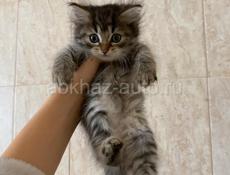Срочно котята в хорошие руки 