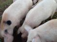 Продаётся свини  300 руб за кг