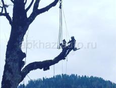 Спил деревьев   по всей Абхазии