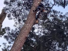 Спил деревьев   по всей Абхазии
