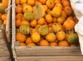 Срочно продам мандарин 🍊 2.5 тонны 35 рублей 