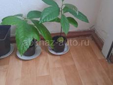 ПРОДАМ САЖЕНЦЫ АВОКАДО