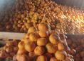 Продам мандарины отборные от 3-5 тонн цена 50 рублей 