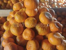Продам мандарины отборные от 3-5 тонн цена 50 рублей 