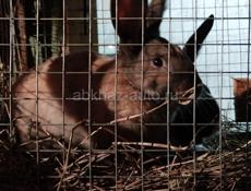 Кролики по 700 рублей срочно 