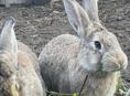 Продаю кроликов годичные крупной породы 1000 т рублей 