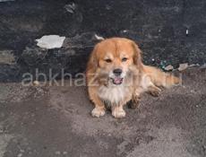 Найдена собака в раене Аитара, вернём за вознаграждение…
