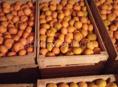Продаю перебранные мандарины по договорной цене. 330 ящиков С. Верхний Пшап