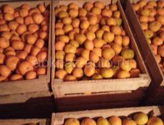 Продаю перебранные мандарины по договорной цене. 330 ящиков С. Верхний Пшап