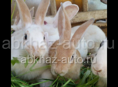 Продаю кроликов большие красноглазые годичные