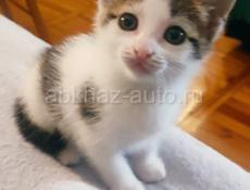 Котёнок домашний 1.5 мес