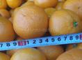 Продам мандарины 50 мм в диаметре и выше