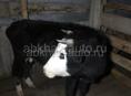 Продаётся корова до 70 кг , 26 тыс торг уместен 