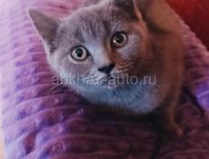 Котенок шатланский прямойхий 