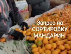 Помощь в сборе мандарин