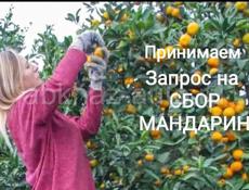 Помощь в сборе мандарин