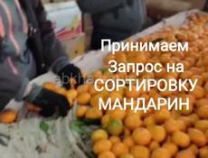 Помощь в сборе мандарин