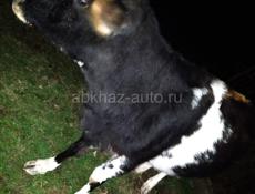 Тельная Корова 🐮🐄