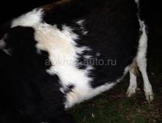 Тельная Корова 🐮🐄