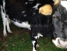 Тельная Корова 🐮🐄