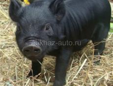 Продаю, Свиню с 9 поросёнка свиня весёлая добрая цвет чёрный цена 35 т писать на вотцап +79407730871